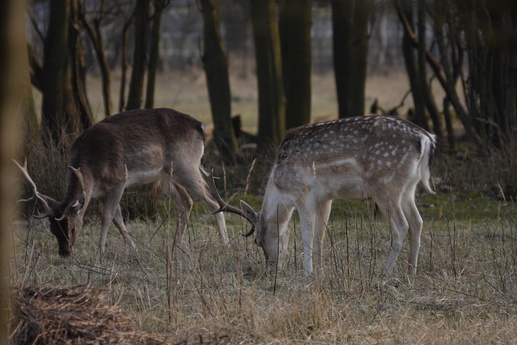 Recreatiepark de Bullewei